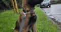 Purebred Belgian Malinois Puppies for Sale